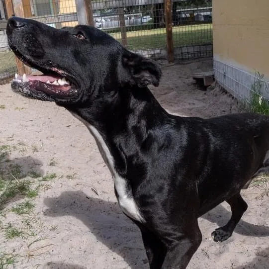 Vincent Van Gogh thumbnail 5