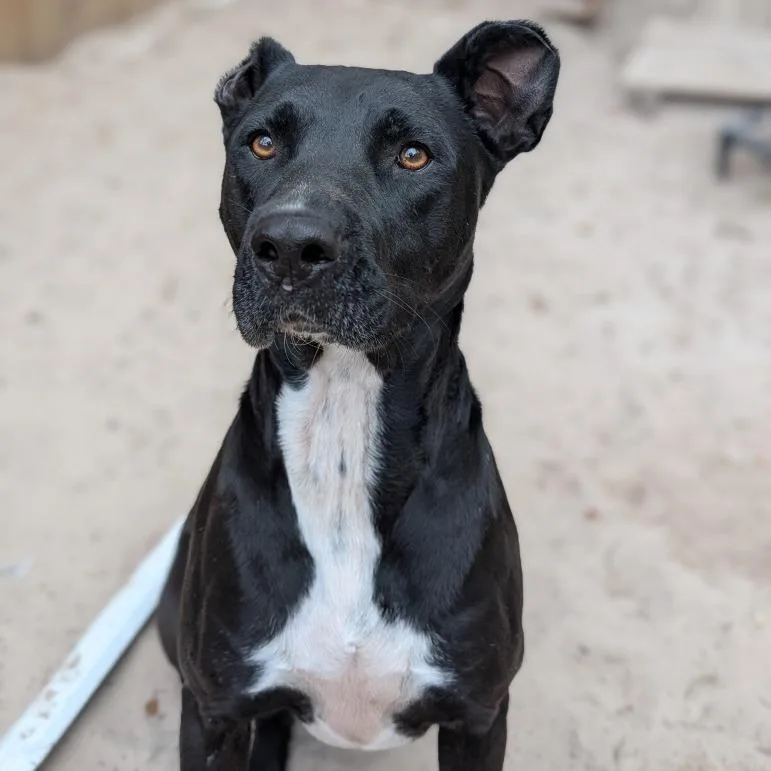 Vincent Van Gogh thumbnail 6