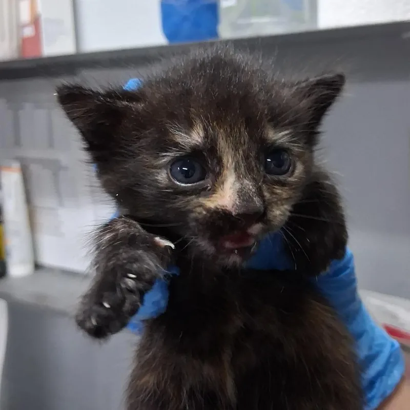 A baby small-sized female Black Domestic Short Hair cat named Tova for adoption in Summerville, SC