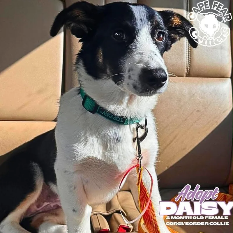 A baby small-sized female Tricolor (Brown, Black, & White) Corgi dog named Daisy for adoption in Wilmington, NC