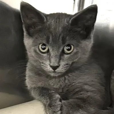 A young small-sized male Gray / Blue / Silver Domestic Short Hair cat named Chulo for adoption in North Myrtle Beach, SC