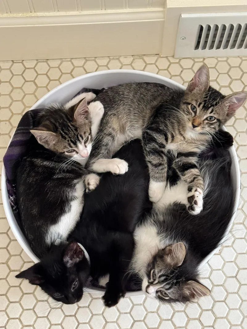 A baby medium-sized female Tabby (Brown / Chocolate) Domestic Short Hair cat named Malcolm And Terpsichore for adoption in Seattle, WA