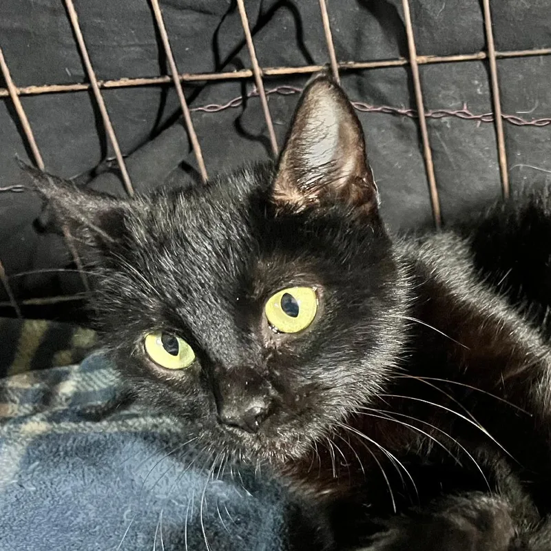 An adult medium-sized female Black Domestic Short Hair cat named Bonnie for adoption in Houston, TX