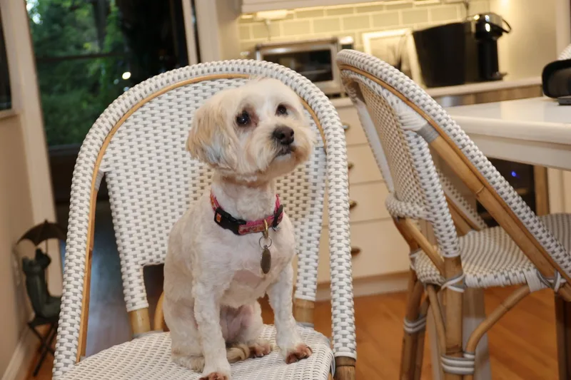 Gertie