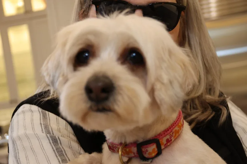 Gertie thumbnail 4