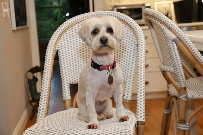 Gertie thumbnail 5