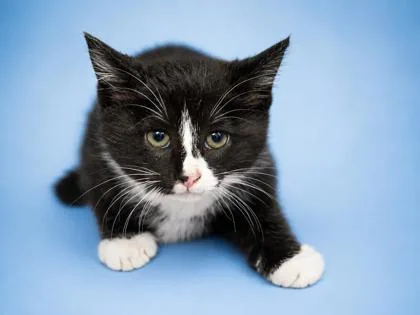 A baby small-sized male Domestic Short Hair cat named Joe for adoption in Bowling Green, KY