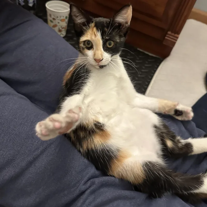 A baby small-sized female Calico Domestic Short Hair cat named O'Hana for adoption in Evansville, IN