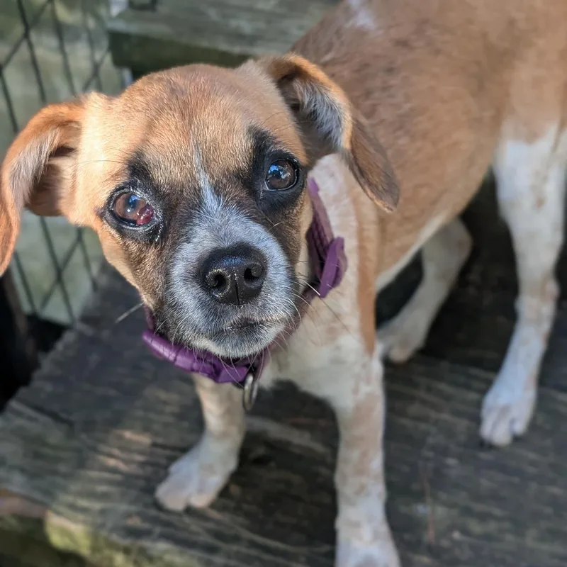 A baby medium-sized female Yellow / Tan / Blond / Fawn Australian Cattle Dog / Blue Heeler dog named Twig for adoption in Watertown, NY