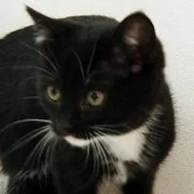 A baby small-sized female Black Domestic Short Hair cat named Navarre for adoption in Calverton, NY