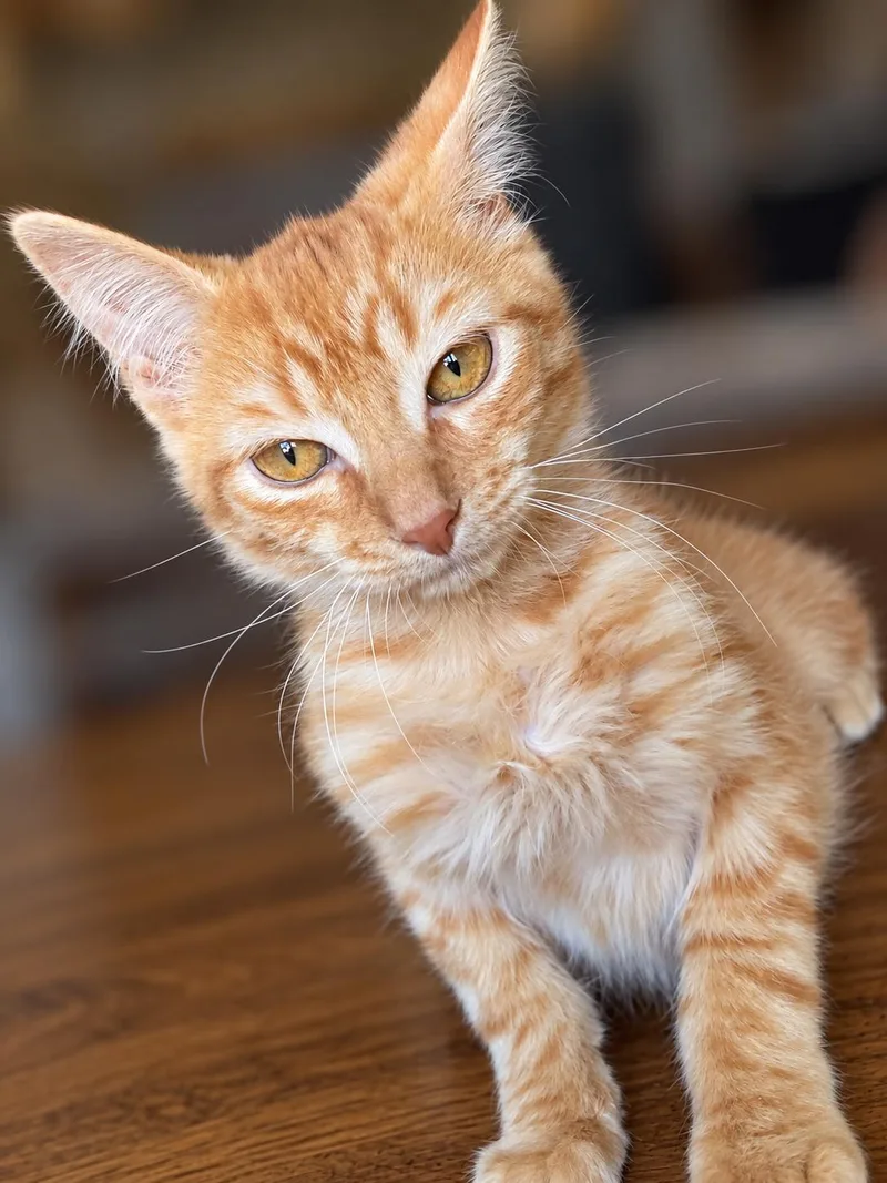A baby medium-sized male Domestic Medium Hair cat named Boba and Barley for adoption in Buffalo, NY