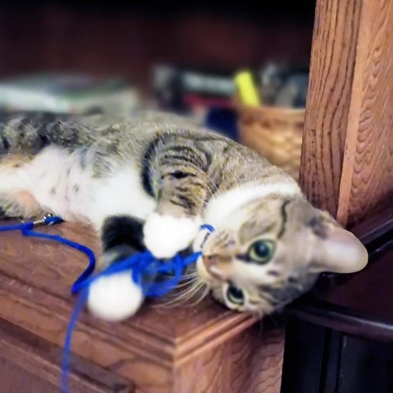 A young medium-sized female Tabby cat named Precious Cutiepie for adoption in Houston, TX
