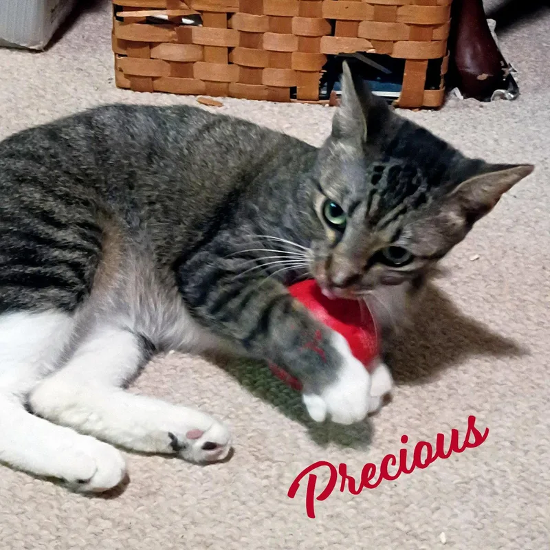 Precious Cutiepie thumbnail 2