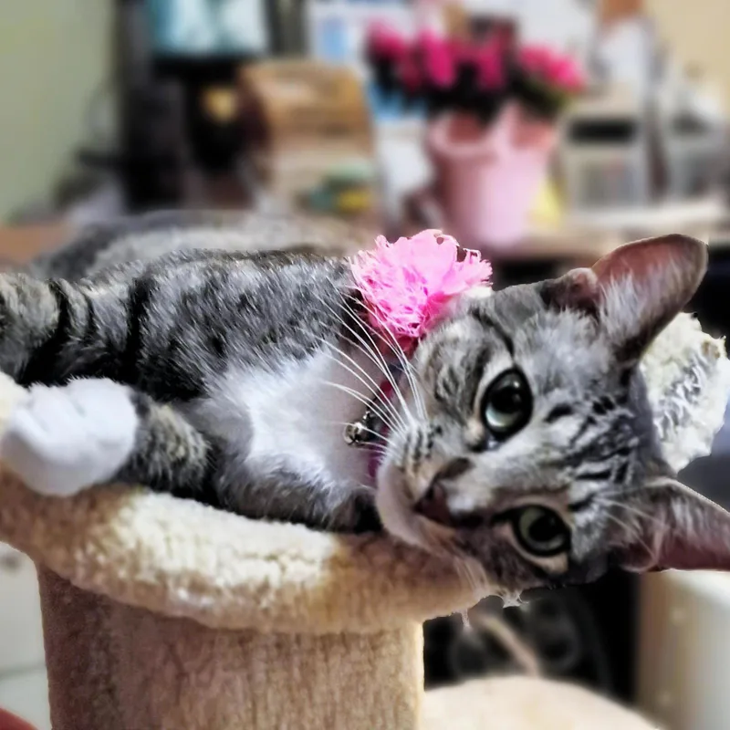 Precious Cutiepie thumbnail 3