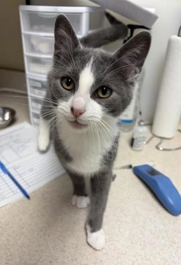 A young small-sized male Domestic Short Hair cat named Pocus for adoption in Great Falls, MT