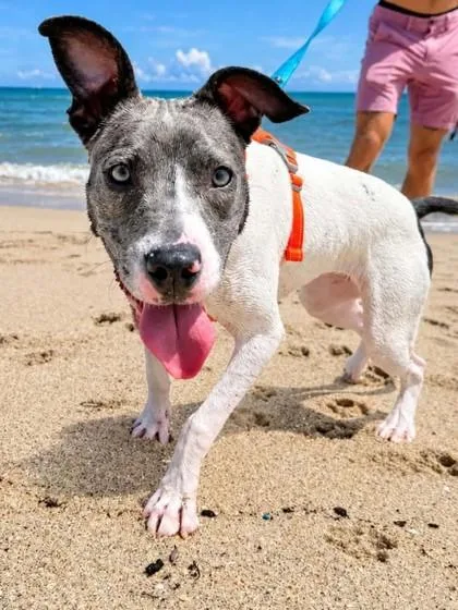 A young medium-sized female American Bulldog dog named Ellie for adoption in North Miami Beach, FL