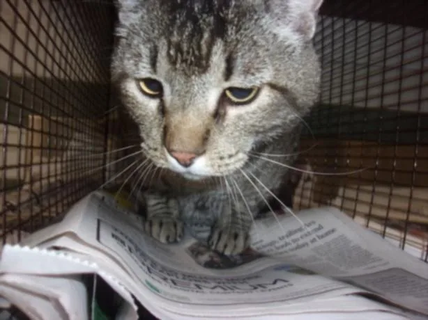 An adult extra large-sized male Domestic Medium Hair cat named Garth for adoption in Van Nuys, CA