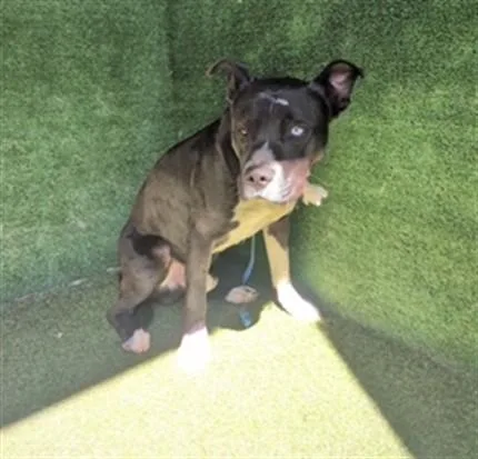 An adult large-sized male Pit Bull Terrier dog named Reggie for adoption in Lancaster, CA