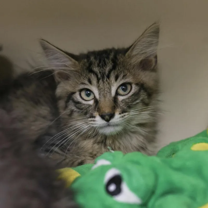A baby small-sized male Brown / Chocolate Domestic Short Hair cat named Jaguar for adoption in Los Angeles, CA