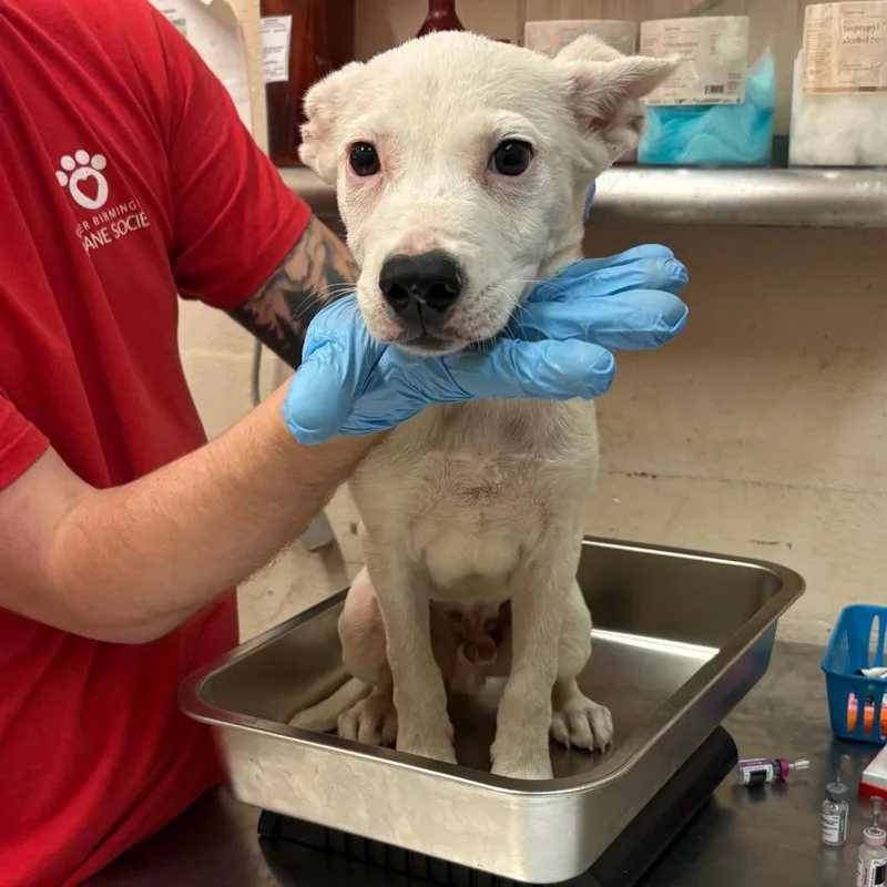 A baby small-sized male Shepherd dog named Arlen for adoption in Birmingham, AL