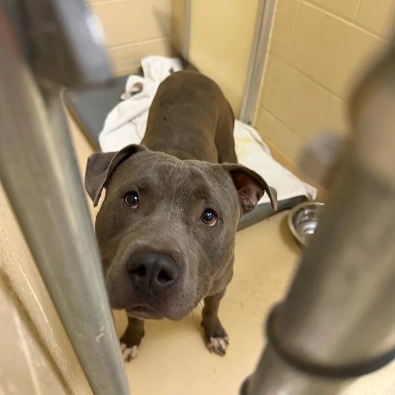An adult large-sized male Gray / Blue / Silver Mixed Breed dog named Hullabaloo for adoption in Winston-Salem, NC