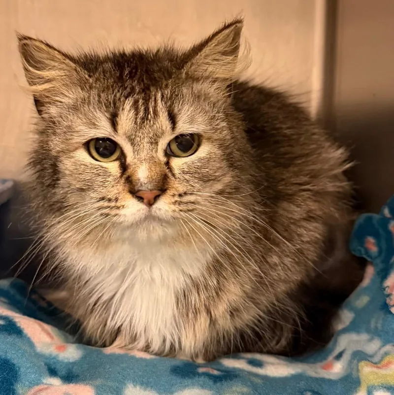 A baby small-sized female Domestic Short Hair cat named Hecate for adoption in Ocala, FL