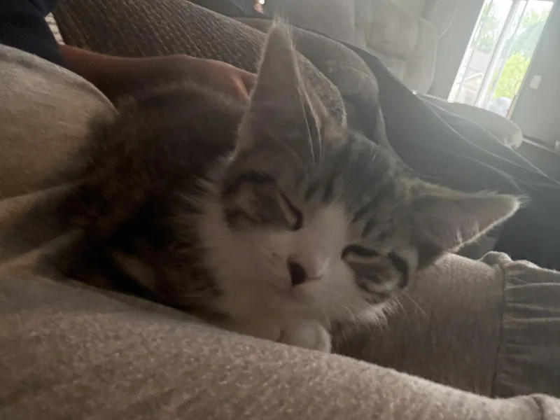 A baby small-sized female Tabby (Brown / Chocolate) Domestic Short Hair cat named Sadie for adoption in Indianapolis, IN