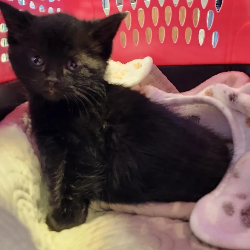A baby small-sized female Black Domestic Short Hair cat named Lil' Lady for adoption in Newark, DE