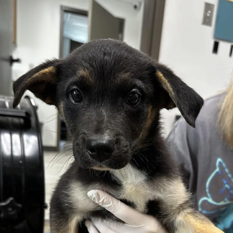 A baby small-sized male Black Australian Cattle Dog / Blue Heeler dog named Dopamine for adoption in Cleveland, MS