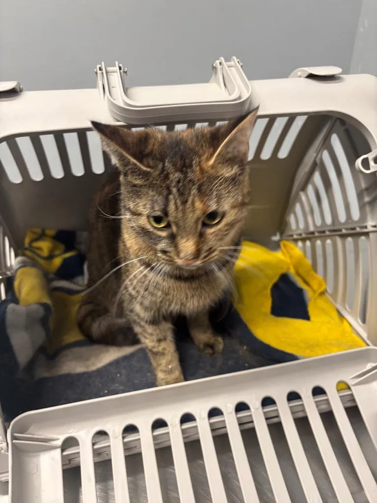 A young medium-sized female Domestic Short Hair cat named Chorizo for adoption in Bloomington, IN