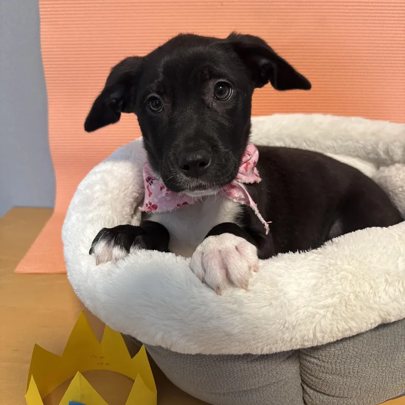 A young medium-sized female Black Labrador Retriever dog named Savannah for adoption in Newberg, OR