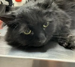 An adult small-sized female Domestic Long Hair cat named Henrie for adoption in South Bend, IN
