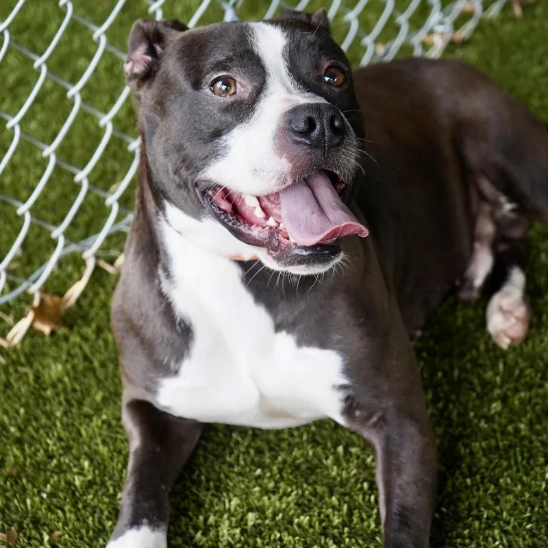 An adult medium-sized male Black Pit Bull Terrier dog named Jafar for adoption in Tuscaloosa, AL