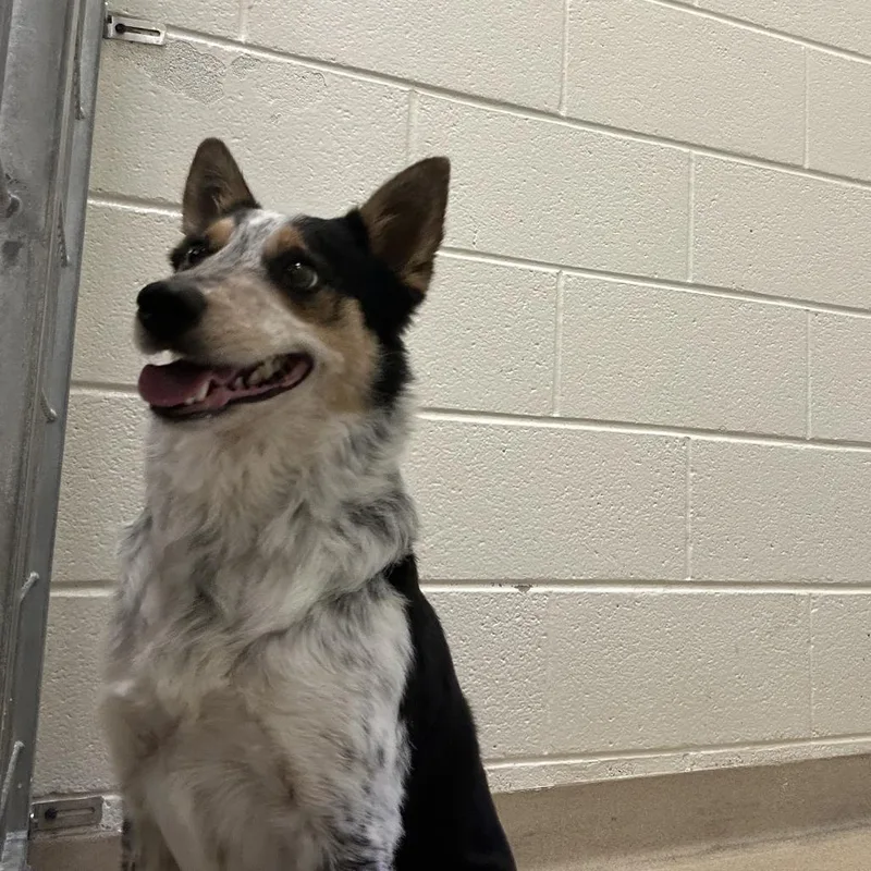 An adult medium-sized male White / Cream Mixed Breed dog named Huggerton for adoption in Asheville, NC
