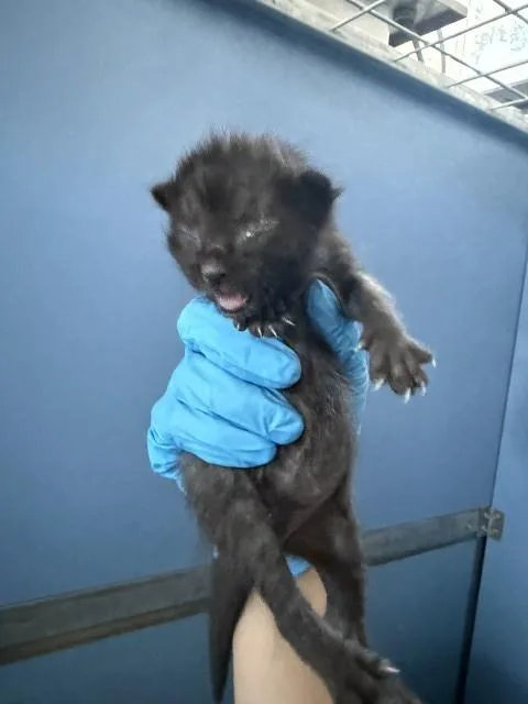 A baby small-sized male Domestic Short Hair cat named Flame King for adoption in San Bernardino, CA