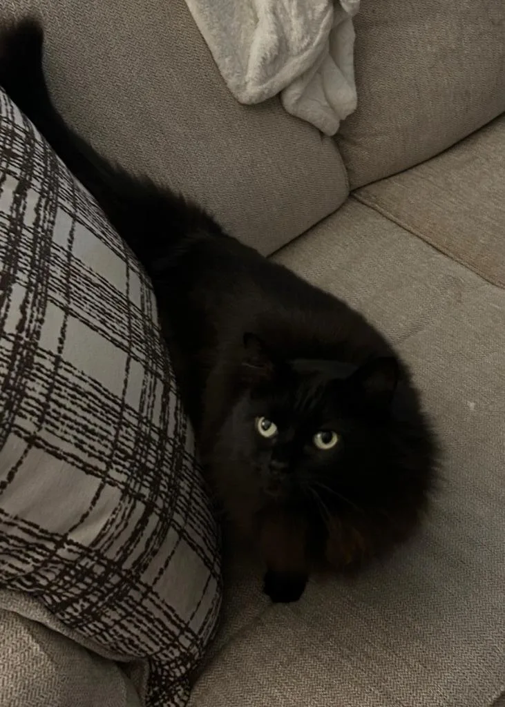 An adult medium-sized female Domestic Long Hair cat named Harley for adoption in Wintersville, OH