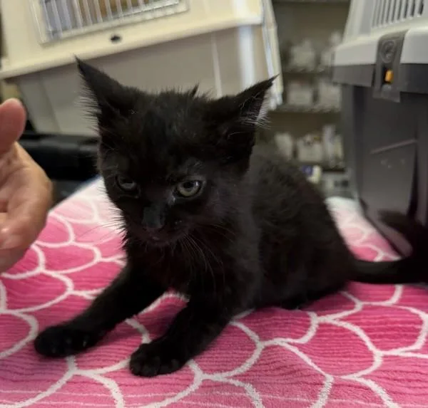A baby medium-sized female Domestic Medium Hair cat named Monarch for adoption in Oakland, CA