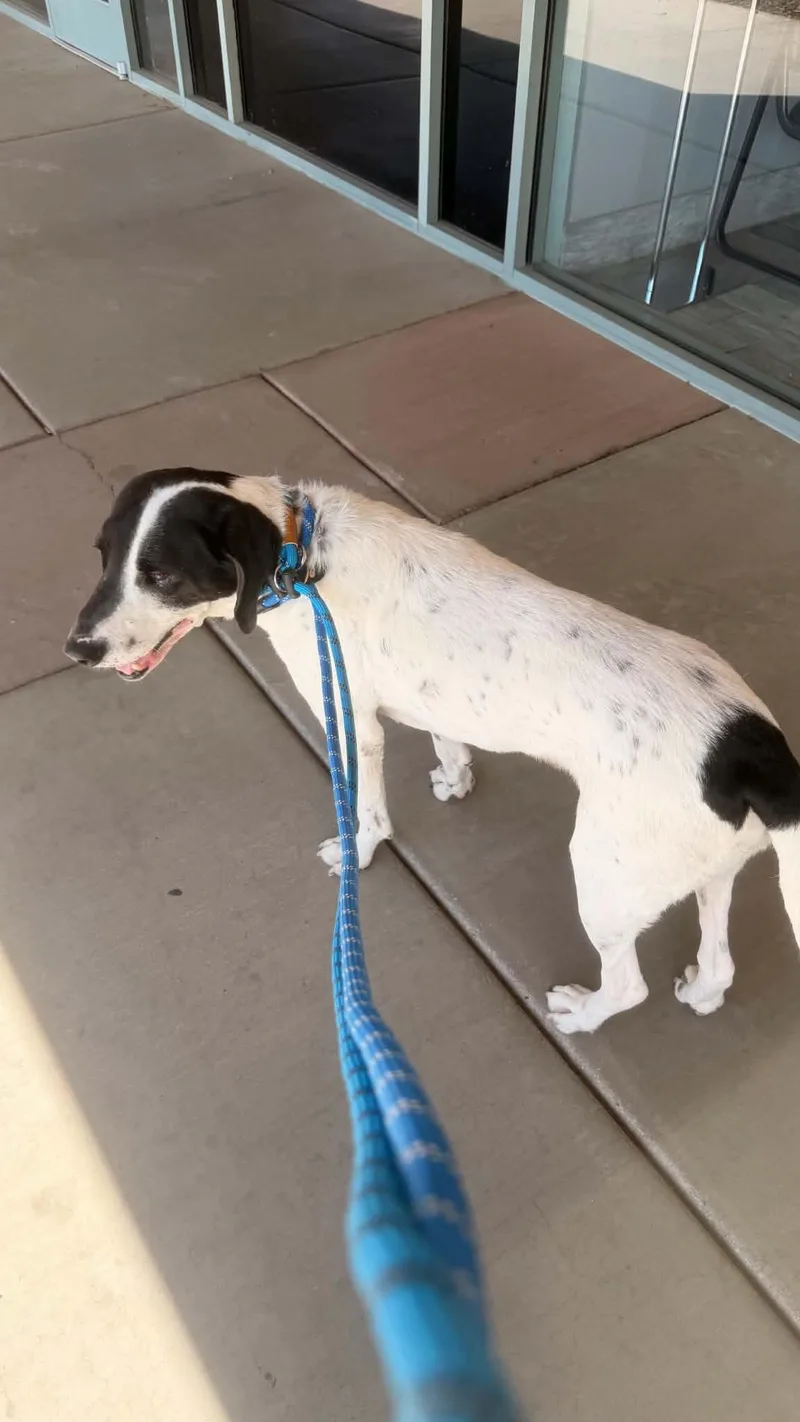 An adult medium-sized male Mixed Breed dog named Oscar for adoption in Chino valley, AZ