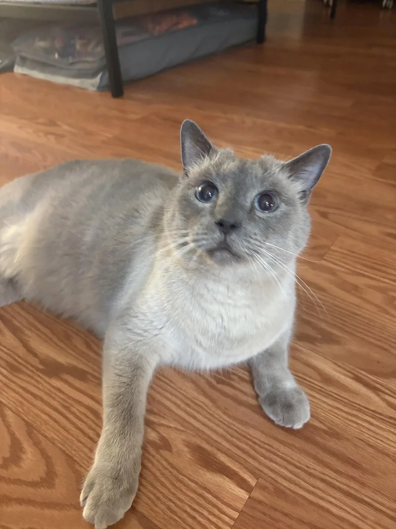 An adult medium-sized male American Shorthair cat named Sammy for adoption in Naples, FL