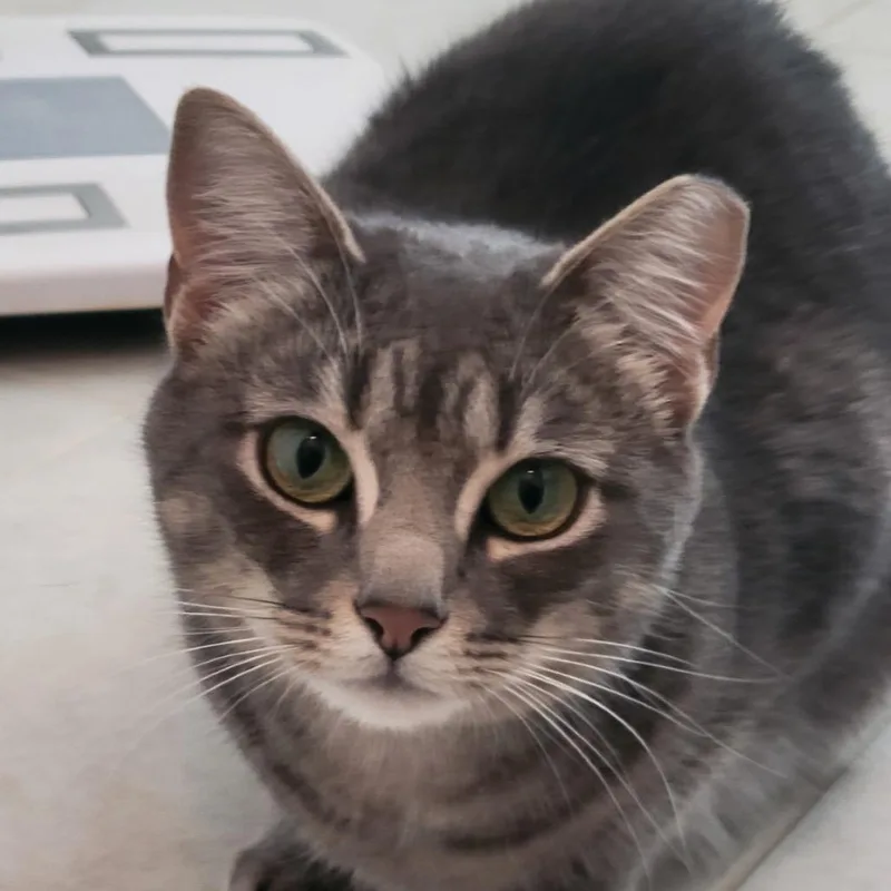 An adult small-sized female Gray / Blue / Silver Domestic Short Hair cat named Freya Walinski for adoption in Merrifield, VA