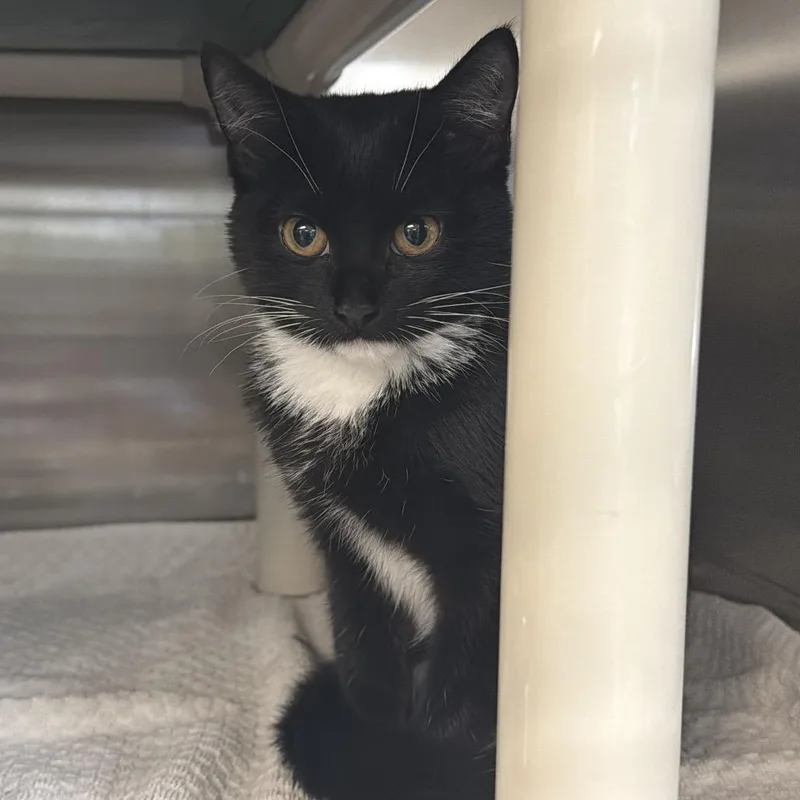 A baby small-sized female Black Domestic Short Hair cat named Amira for adoption in Indianapolis, IN