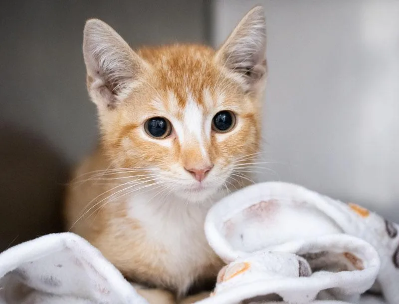A baby small-sized male Orange & White Domestic Short Hair cat named Soko for adoption in Monroe, GA