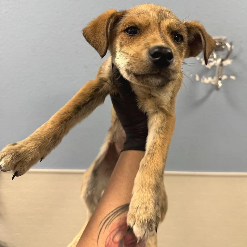 A baby small-sized male Yellow / Tan / Blond / Fawn Mixed Breed dog named 107230 for adoption in Las Cruces, NM