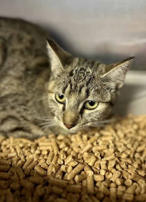 A young medium-sized female Domestic Short Hair cat named Amber for adoption in Victorville, CA