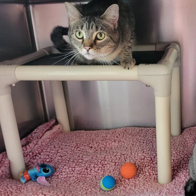 An adult large-sized female Brown / Chocolate Domestic Short Hair cat named Willow for adoption in Milan, IL