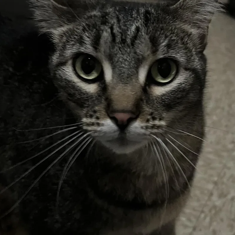 Willow thumbnail 3