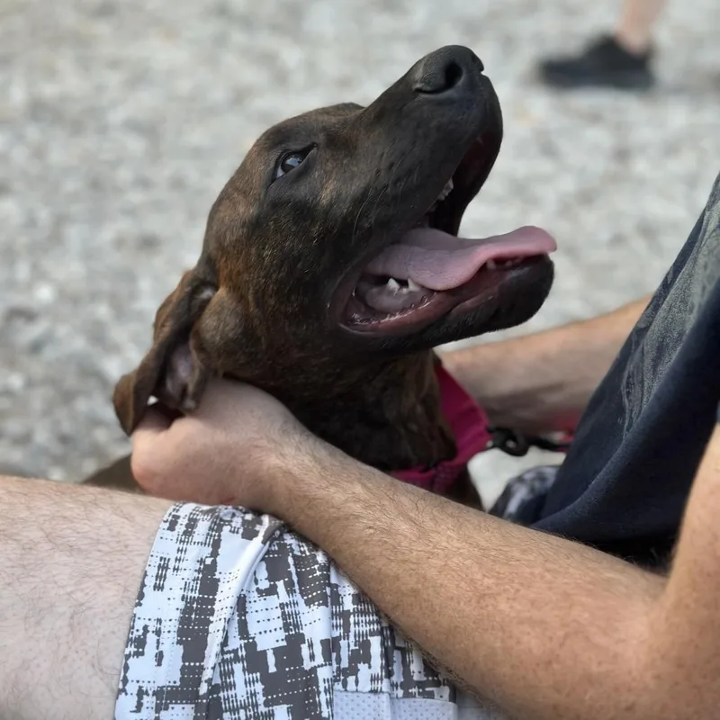 A young medium-sized male Brindle Redbone Coonhound dog named Marcellus for adoption in Mount Vernon, IN