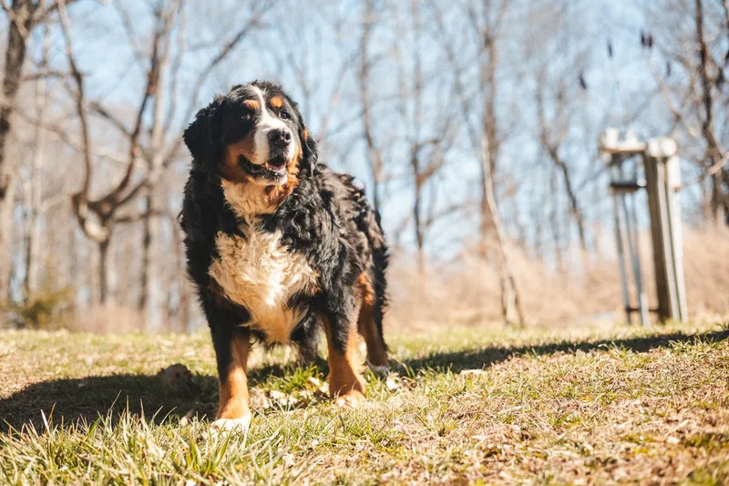 Annette  Transport thumbnail 2