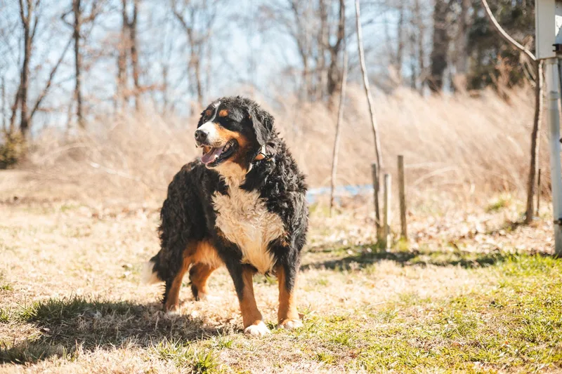 Annette  Transport thumbnail 4