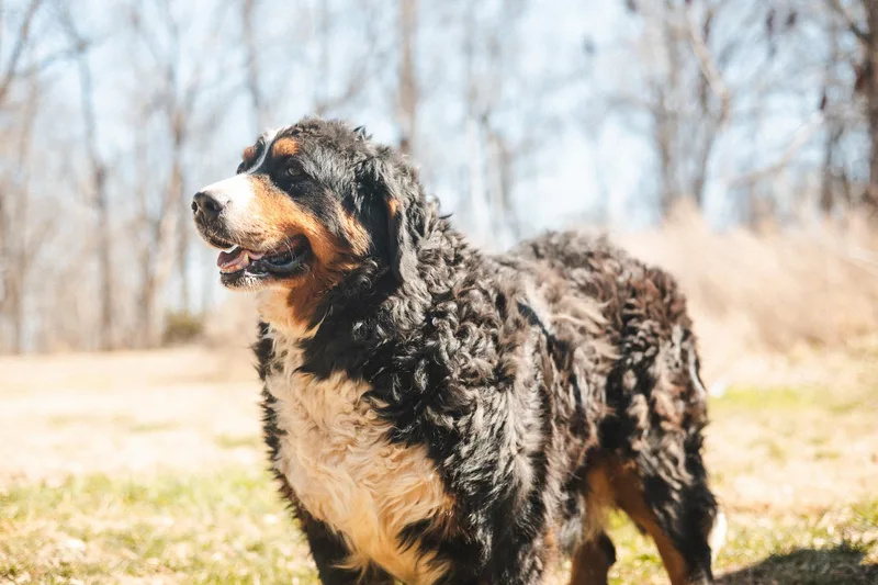 Annette  Transport thumbnail 5